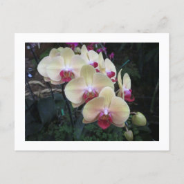 Crème en roze orchidee briefkaart