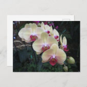 Crème en roze orchidee briefkaart (Voorkant / Achterkant)
