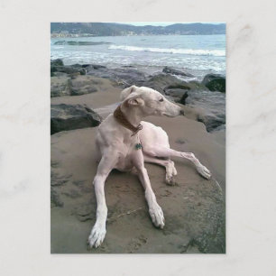 Crème Greyhound Puppy Dog Blank Notecard Briefkaart