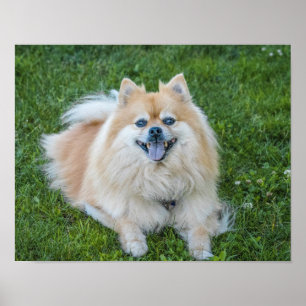 Crème Sable Pomeranian hond in het gras Poster