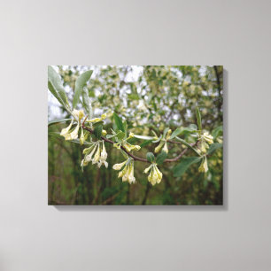 Crème Witte Bloemen op Struik Na Lente Regen #1 Canvas Afdruk
