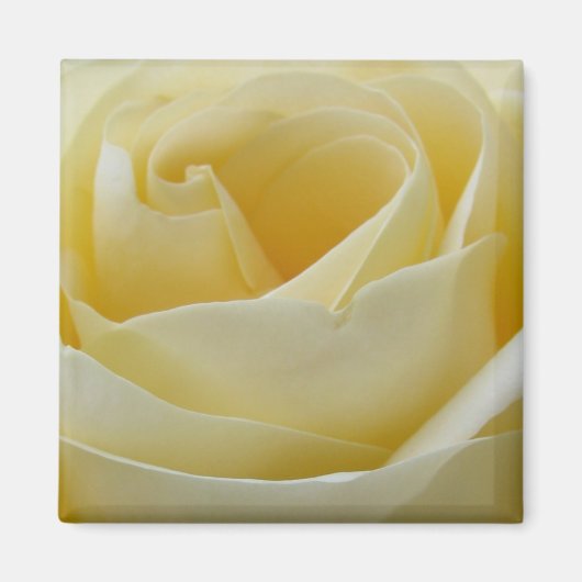Crème witte roos magneet (Voorkant)
