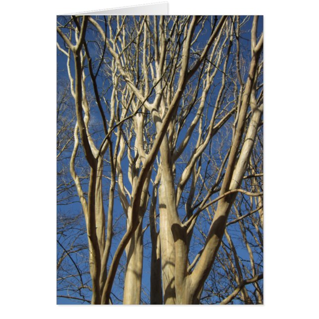 Crêpe le Myrte en hiver (Devant)