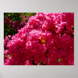 Crepe Myrtle Boom Magenta Bloemen Poster