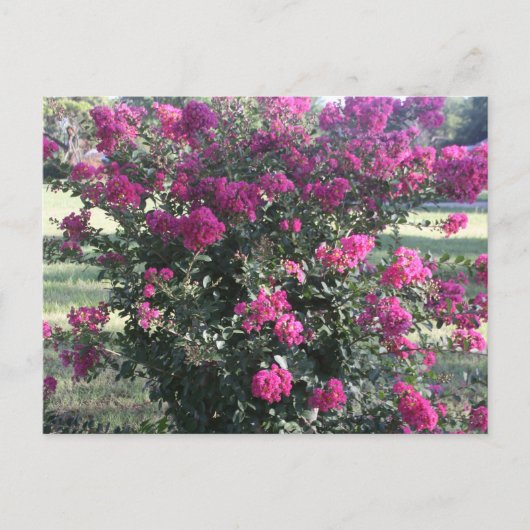Crepe Myrtle Briefkaart (Voorkant)