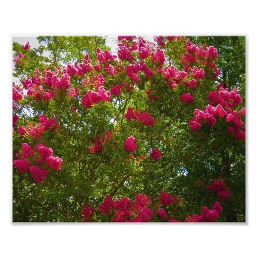 Crepe Myrtle Foto Afdruk (Voorkant)