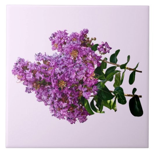 Crepe Myrtle Tegeltje (Voorkant)
