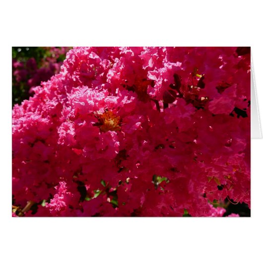 Crepe Myrtle Tree Magenta Floral (Devant horizontal)