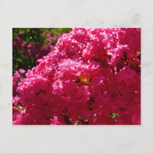 Crepe Myrtle Tree Magenta Floral Briefkaart