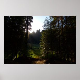 Crescent Meadow-ochtend bij Sequoia National Park Poster