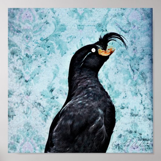 Crested Auklet Poster (Voorkant)