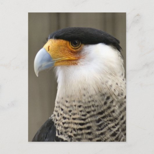 Crested Caracara Bird Foto Briefkaart (Voorkant)