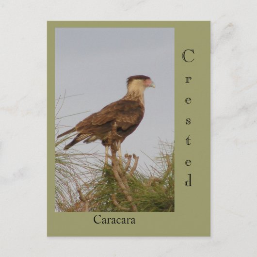 Crested Caracara Briefkaart (Voorkant)
