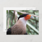 Crested Caracara-Briefkaart Briefkaart (Voorkant / Achterkant)