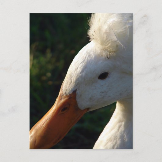 Crested Duck Briefkaart (Voorkant)