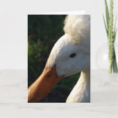 Crested Duck Kaart (Voorkant)