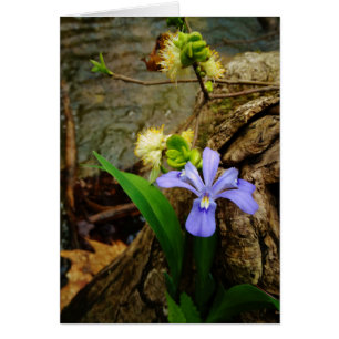 Crested Dwarf Iris blue paarse witte bloem