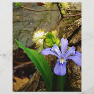 Crested Dwarf Iris blue paarse witte bloem