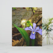 Crested Dwarf Iris blue paarse witte bloem (Staand voorkant)