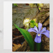 Crested Dwarf Iris blue paarse witte bloem (Voorkant / Achterkant)
