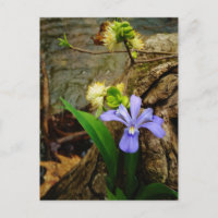 Crested Dwarf Iris blue paarse witte bloem