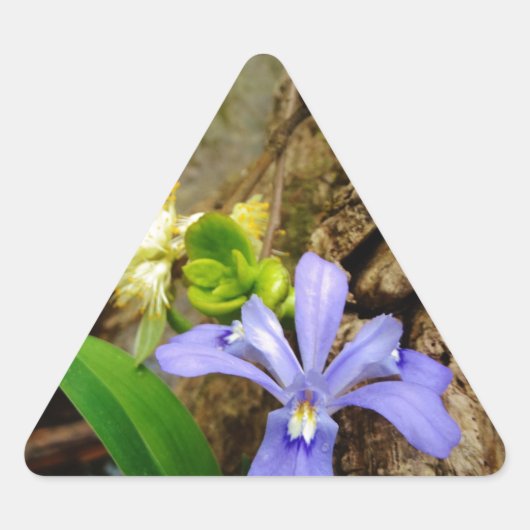 Crested Dwarf Iris blue paarse witte bloem Driehoek Sticker (Voorkant)