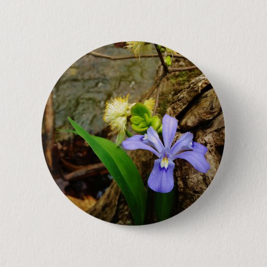Crested Dwarf Iris blue paarse witte bloem Ronde Button 5,7 Cm (Voorkant)