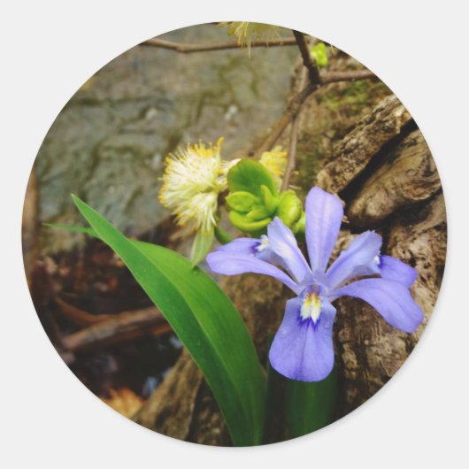 Crested Dwarf Iris blue paarse witte bloem Ronde Sticker (Voorkant)