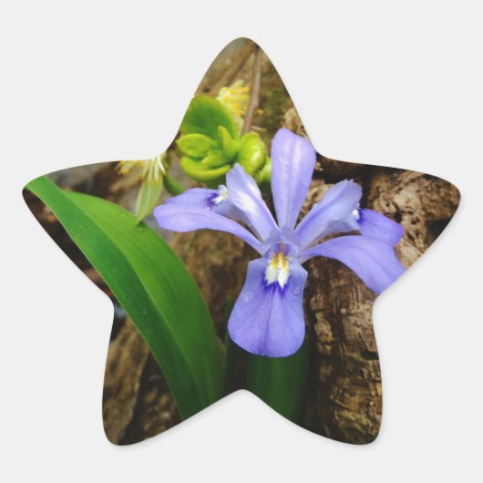 Crested Dwarf Iris blue paarse witte bloem Ster Sticker (Voorkant)