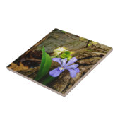 Crested Dwarf Iris blue paarse witte bloem Tegeltje (Zijkant)