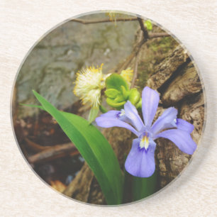 Crested Dwarf Iris blue paarse witte bloem Zandsteen Onderzetter