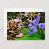 Crested Dwarf Iris Briefkaart (Voorkant / Achterkant)