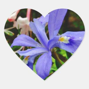 Crested Dwarf Iris Hart Sticker
