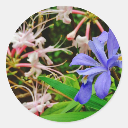 Crested Dwarf Iris Ronde Sticker (Voorkant)