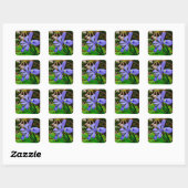 Crested Dwarf Iris Vierkante Sticker (Vel)