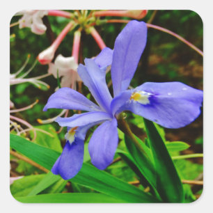 Crested Dwarf Iris Vierkante Sticker