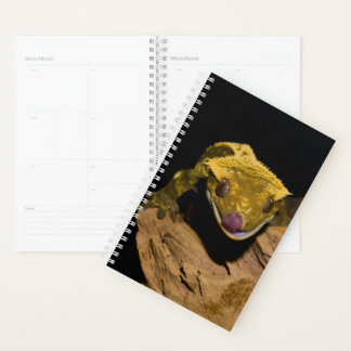 Crested Gecko