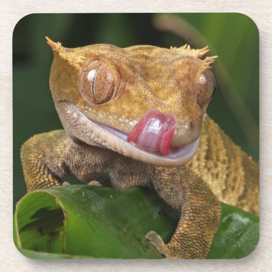 Crested Gecko Bier Onderzetter (Voorkant)