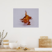 Crested Gecko Closeup Poster (Keuken)