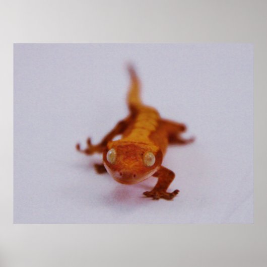 Crested Gecko Closeup Poster (Voorkant)