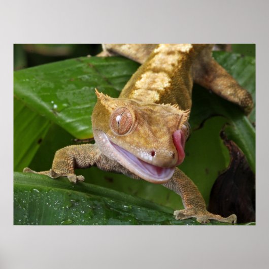 Crested Gecko Poster (Voorkant)