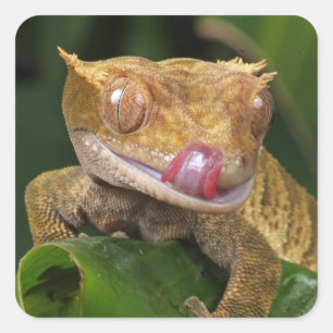Crested Gecko Vierkante Sticker