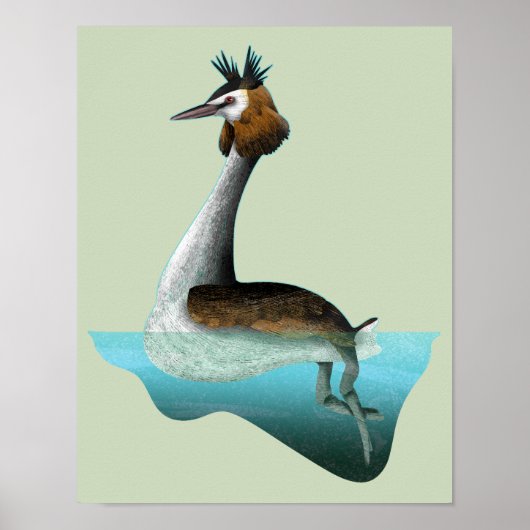 Crested Grebe Poster (Voorkant)