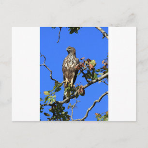 Crested Hawk Eagle in Sri Lanka Briefkaart