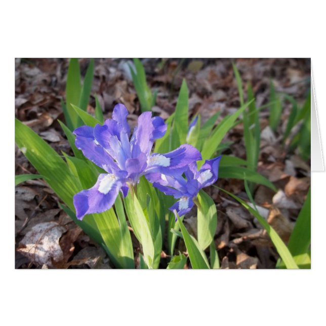 Crested Iris (Voorkant Horizontaal)