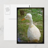 Crestie Briefkaart (Voorkant / Achterkant)