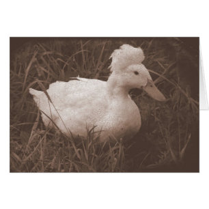 Crestie de Crested Duck