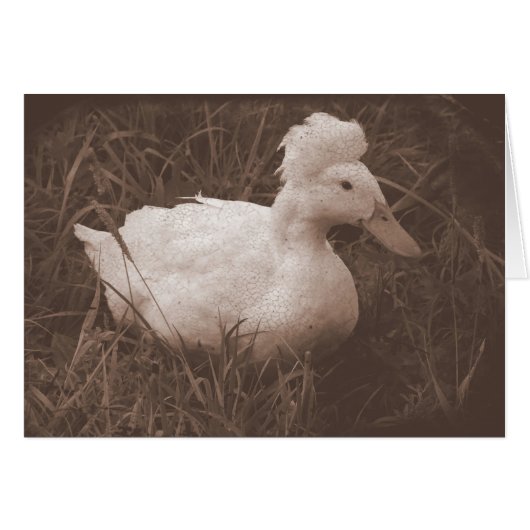 Crestie de Crested Duck (Voorkant Horizontaal)