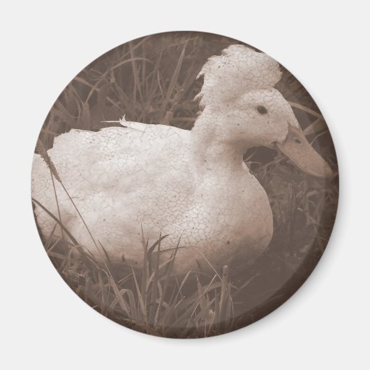 Crestie de Crested Duck Magneet (Voorkant)