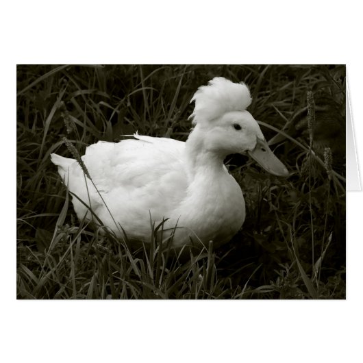 Crestie en noir et blanc (Devant horizontal)